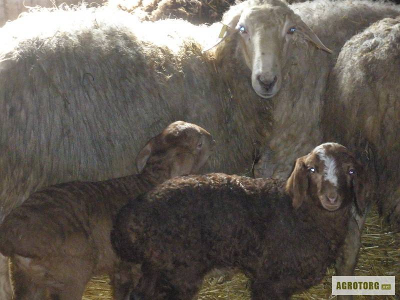 Описание эдильбаевской породы овец и ее продуктивность