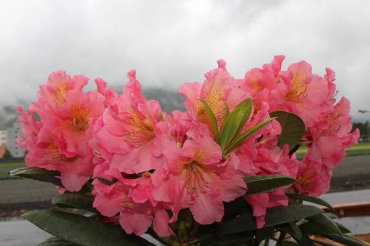 Рододендрон якушиманский: золотой тох, роза вольке, люмина, колибри