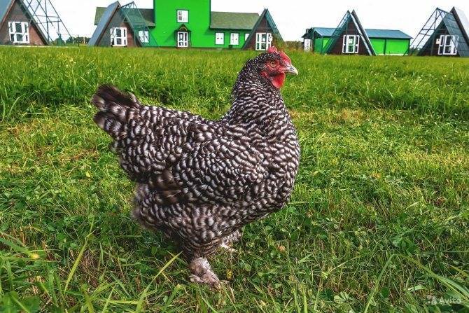 Порода кур мехеленская кукушка (малин): фото, характеристики породы, содержание, отзывы