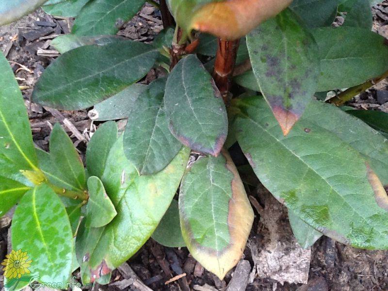 Рододендрон после зимы стал коричневым. Церкоспороз рододендрона. У рододендрона коричневые кончики листьев.
