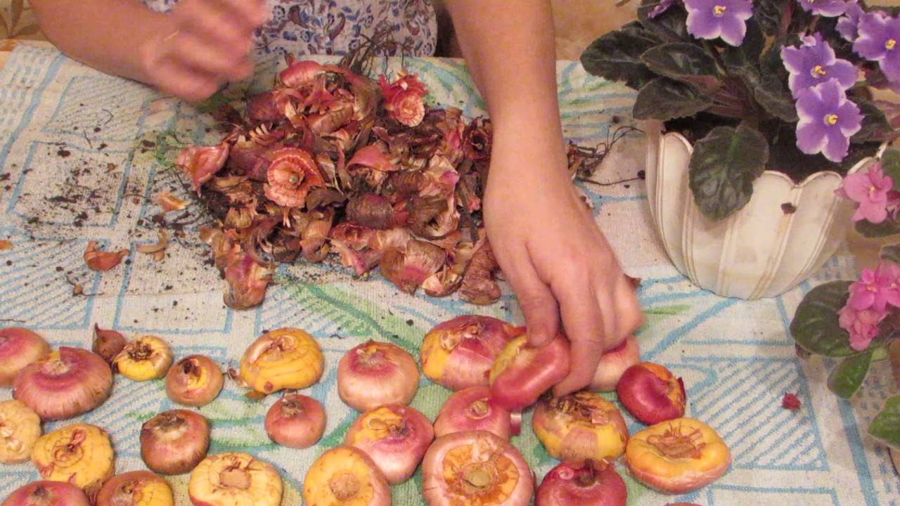Как сохранить луковицы гладиолусов до весны в домашних условиях