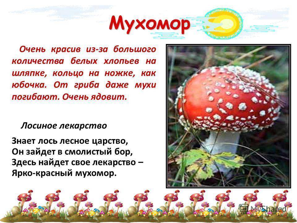 Виды гриба мухомор: фото и описание внешнего вида