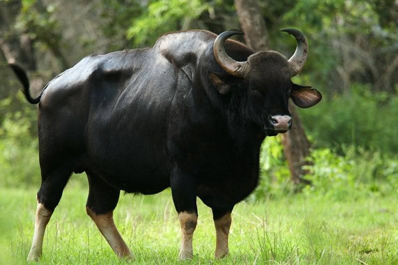 Самые большие быки в мире — описание, продуктивность, породная принадлежность