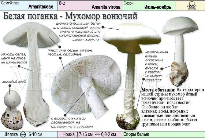 Бледная поганка: опасные свойства для здоровья | food and health