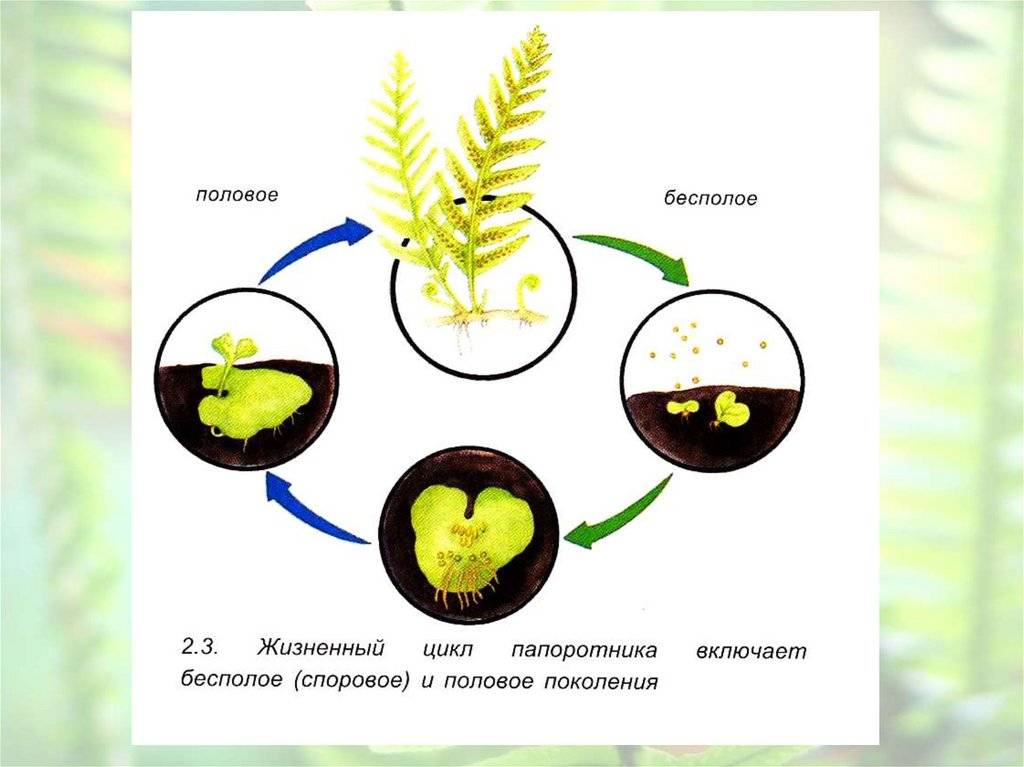 Половое размножение папоротников. Способы размножения папоротников. Семена папоротника. Размножение папоротников 7 класс биология.
