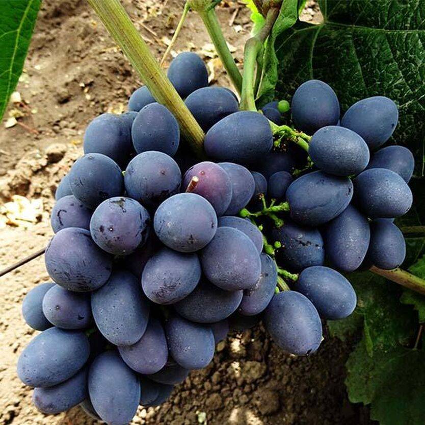 Виноград гала: фото и описание сорта, особенности посадки и ухода