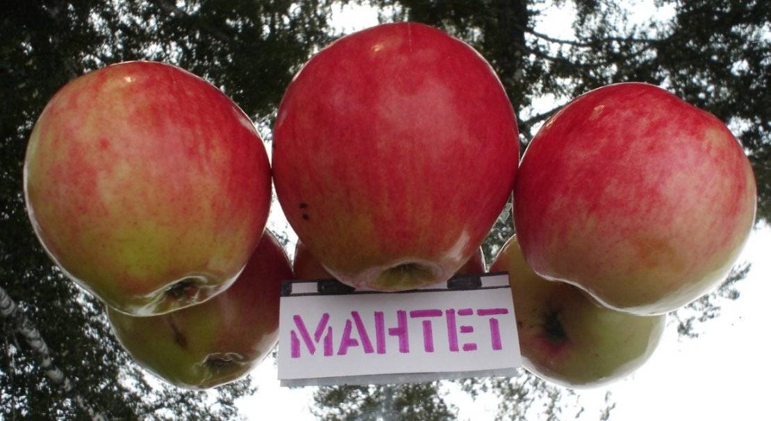 Яблоня мантет: описание, фото, отзывы