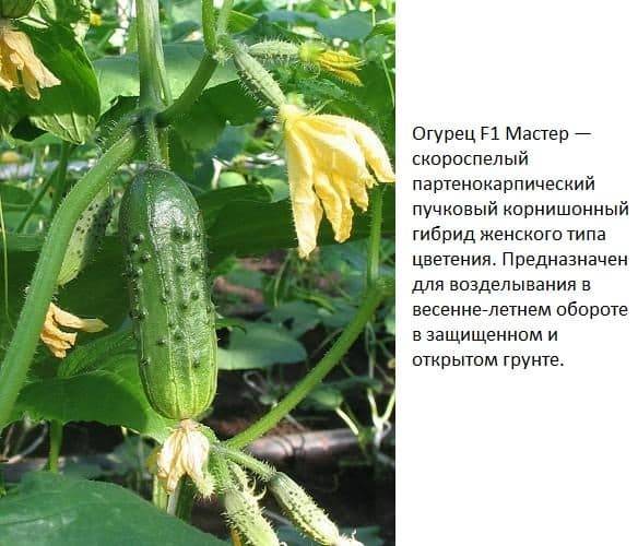 Выращивание и формирование пучковых огурцов в теплице и открытом грунте