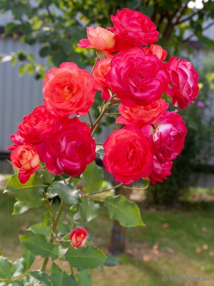 Мидсаммер роза - основные характеристики, отзывы, советы по выращиванию | розоцвет