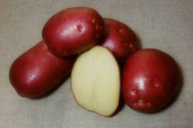 Картофель "рокко": описание сорта, фото, отзывы