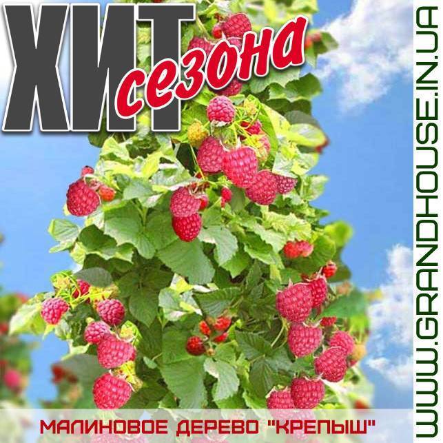 Малина крепыш: фото с описанием и характеристиками, время и правила посадки дерева, сложности ухода и размножения штамбового сорта, отзывы дачников