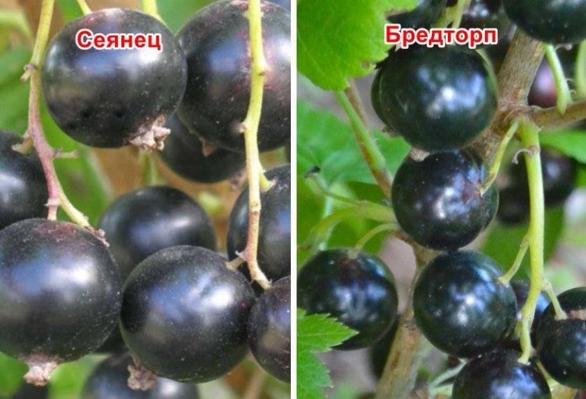 Чёрная смородина пигмей: описание сорта, особенностей его выращивания, преимуществ и недостатков, отзывы садоводов