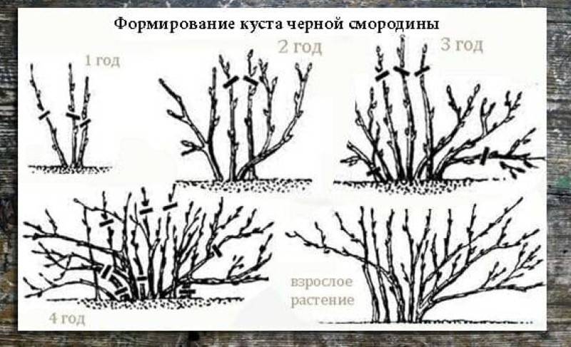 Как обрезать смородину весной для начинающих схемы с подробным описанием видео уроки