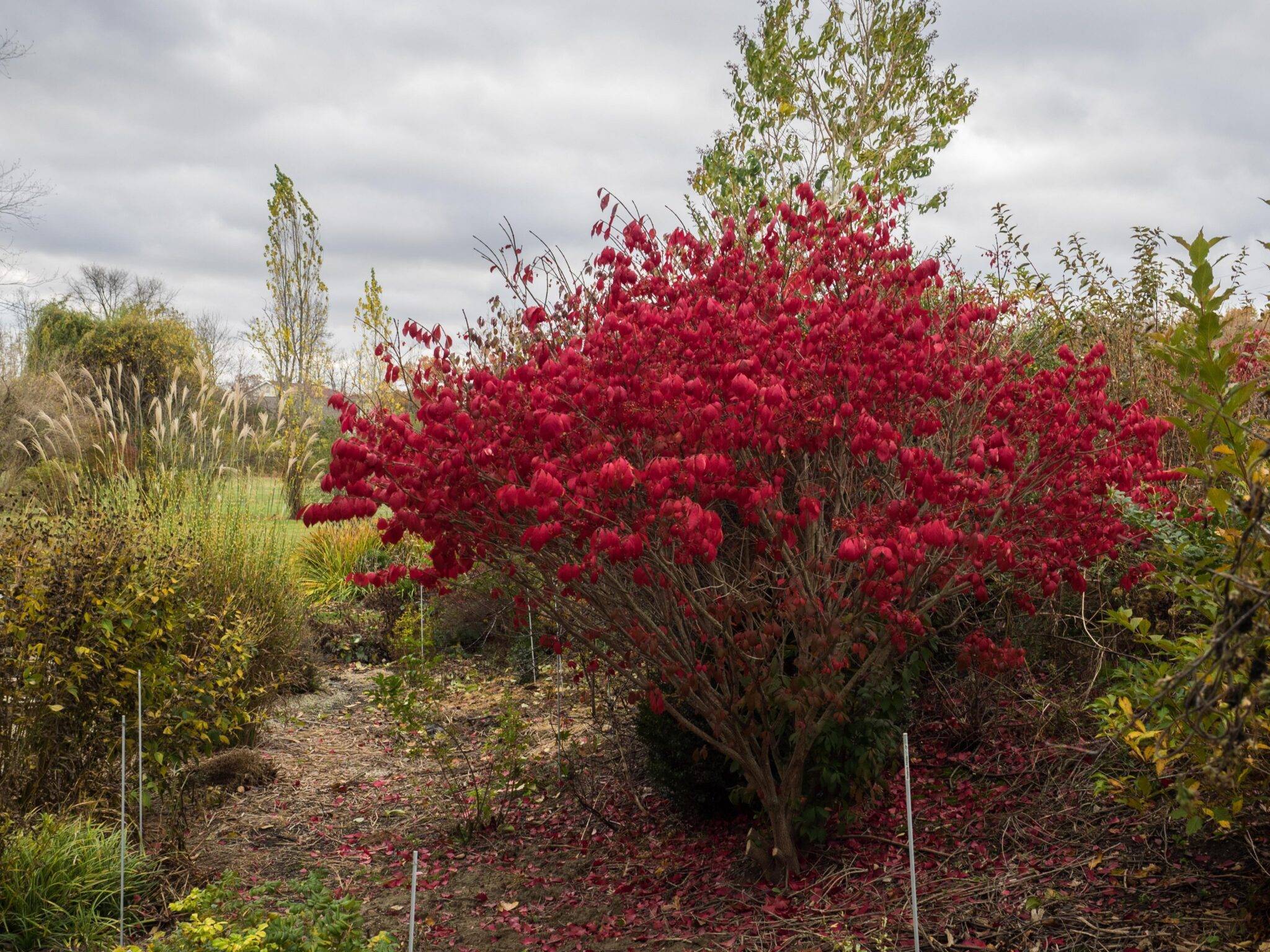 Бересклет крылатый (euonymus alatus): описание и уход