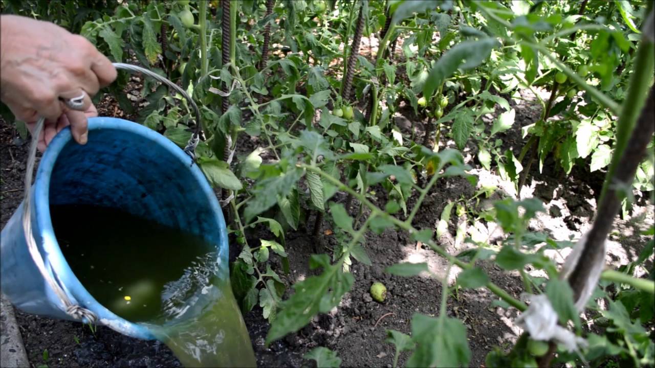 Удобрение из крапивы - как сделать настой, применение в огороде - почва.нет