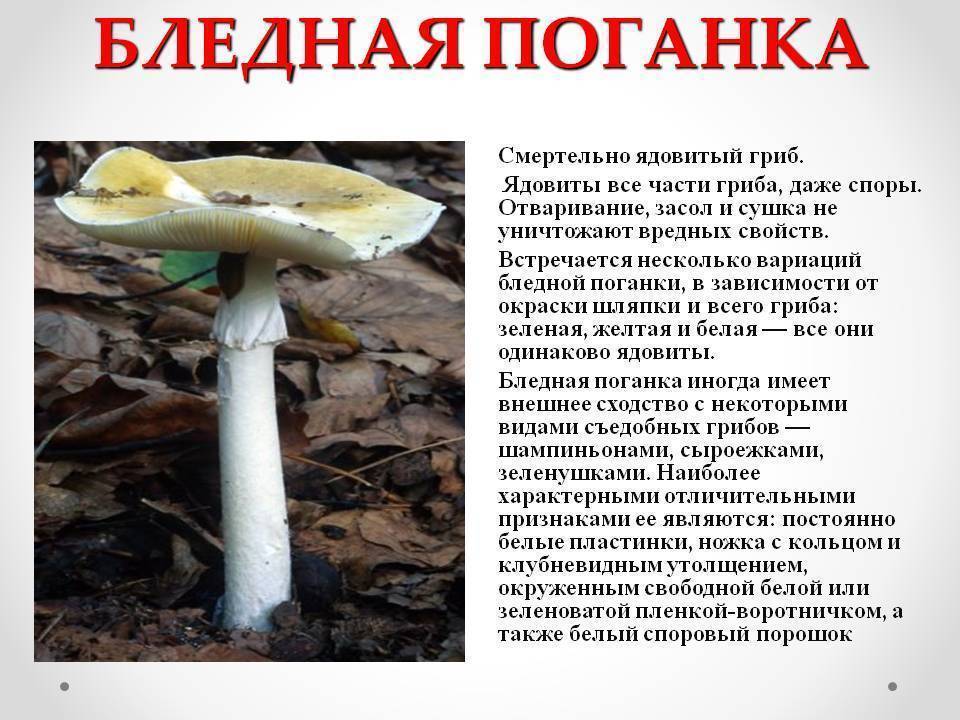 Самый опасный мухомор на свете, встречайте - бледная поганка