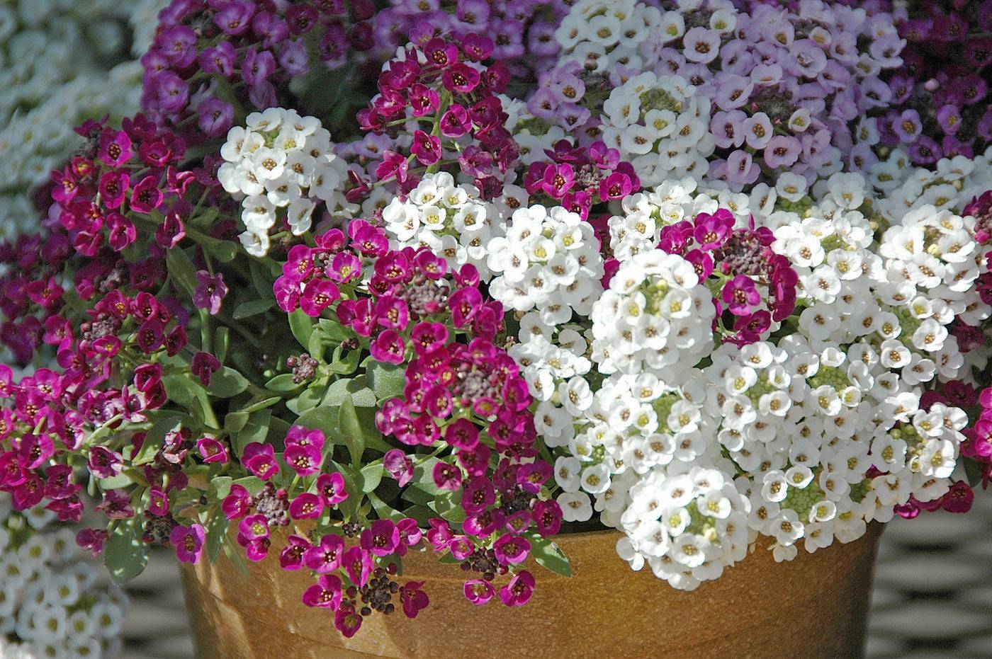 Лобулярия – пышное цветение в течение всего сезона