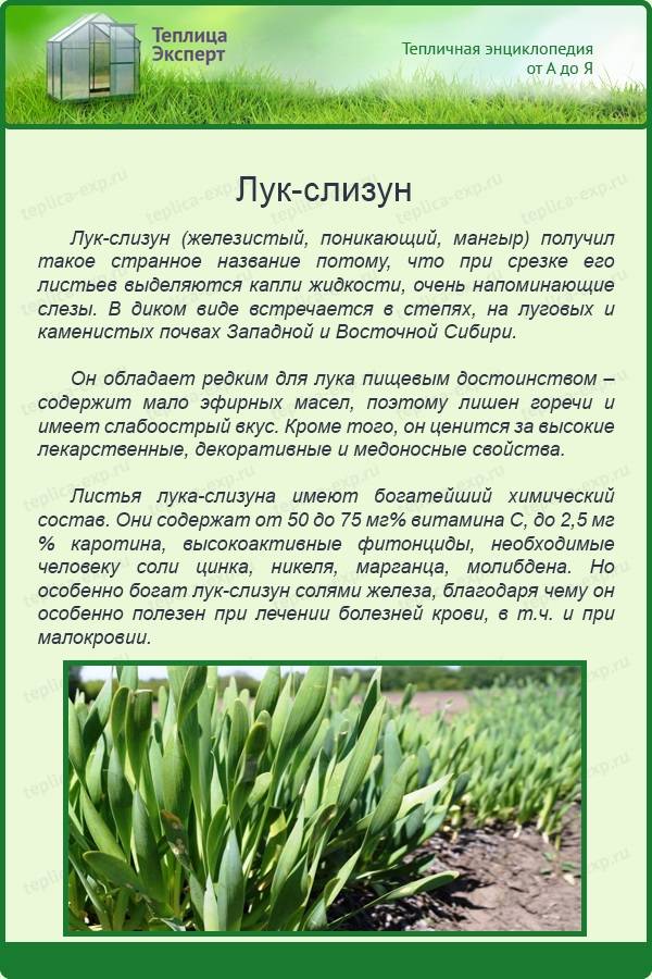 Лук слизун: выращивание, хитрости посадки и ухода за поникающим луком