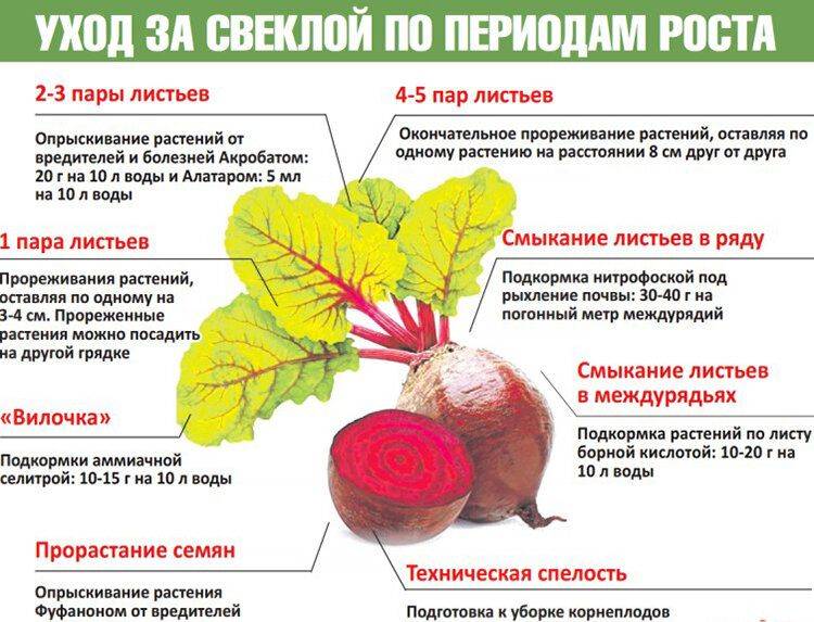 Чем подкормить морковь, чтобы получить хороший урожай