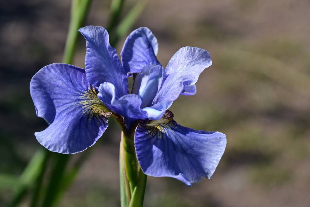 Ирис сибирский - iris sibirica - описание таксона - плантариум