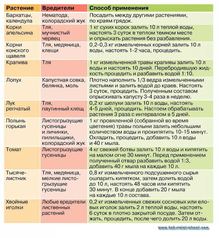 Тля на капусте: как бороться народными средствами и препаратами
