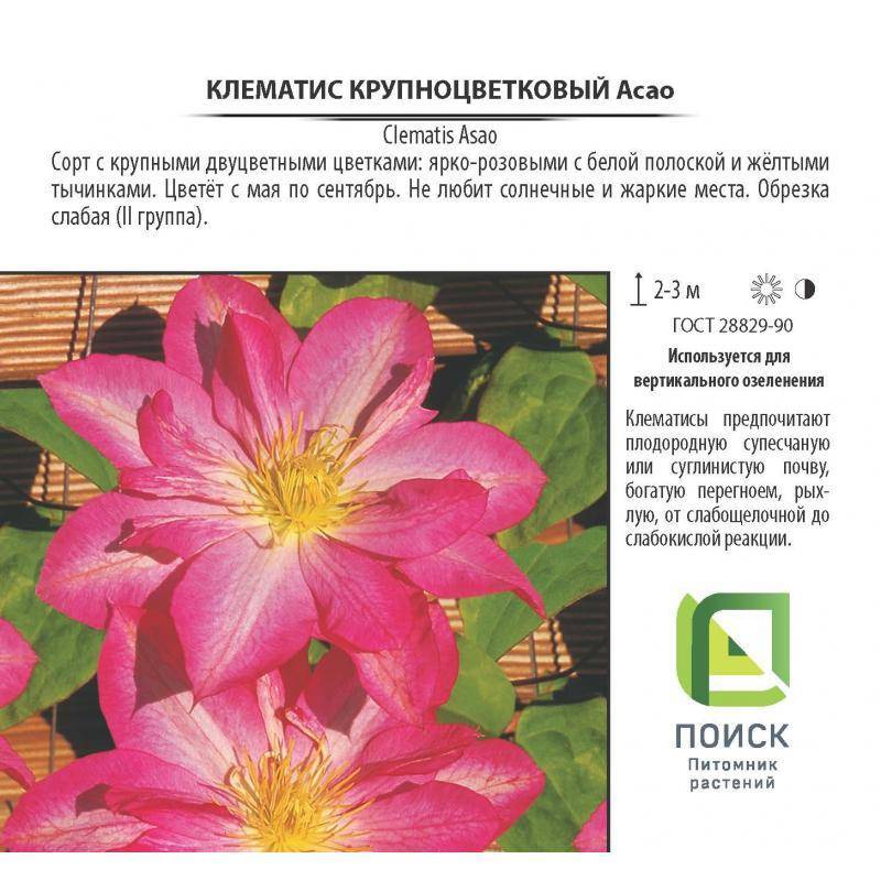Клематисы: особенности выращивания и ухода