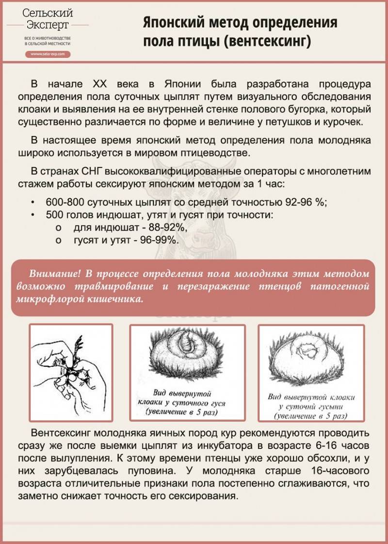 Эффективные рекомендации по отличию индюка от индюшки