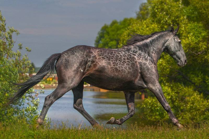 Кабардинская лошадь: фото породы, описание и разведения скакуна