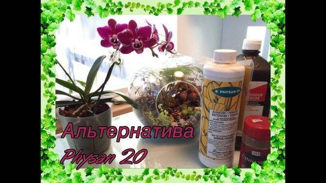 Биологические препараты от болезней рассады: применение и действие биофунгицида споробактерин