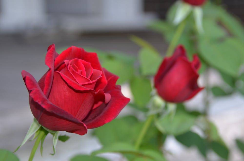 Чайно-гибридная роза сорта red berlin (ред берлин): посадка и уход