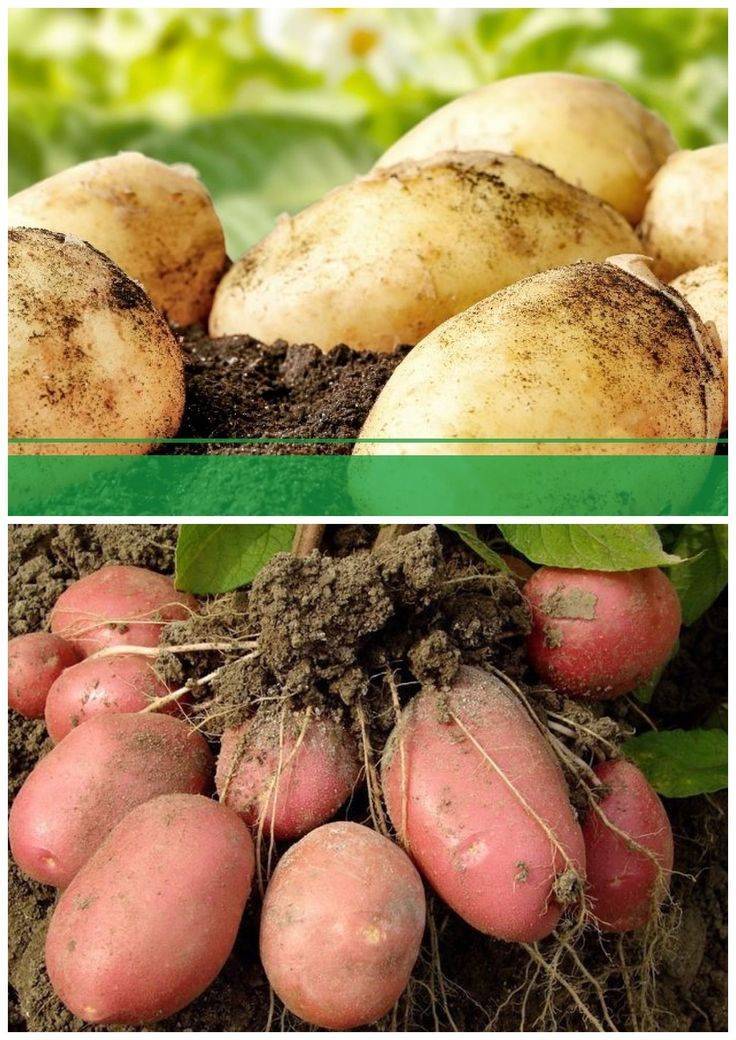 Внекорневая подкормка картофеля по листу: чем и как удобрять