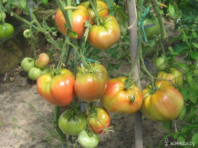 Описание сорта томата спасская башня, особенности выращивания и ухода