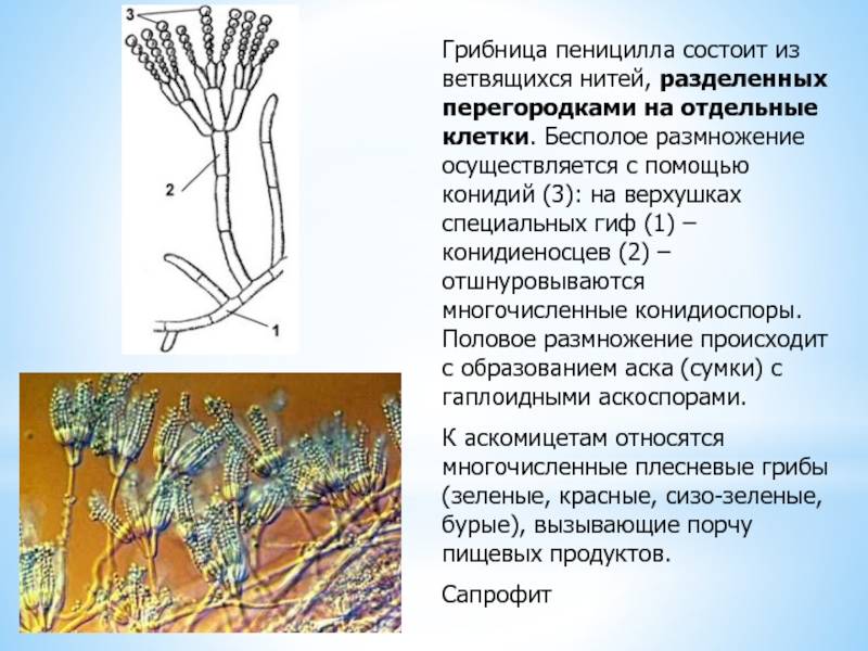 Строение пеницилла рисунок