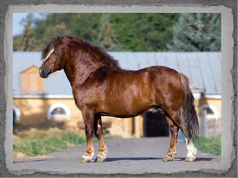 Лошадь тяжеловоз: породы коней-тяжеловесов тяговых - русские тяжеловозные рабочие, бельгийские крупные тягачи, сколько стоят