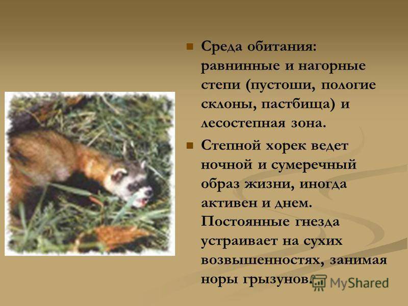 Хорь перевязка краткое описание | мой сад и огород