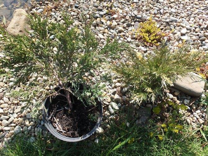 Можжевельник китайский экспанса вариегата (juniperus chinensis expansa variegata)