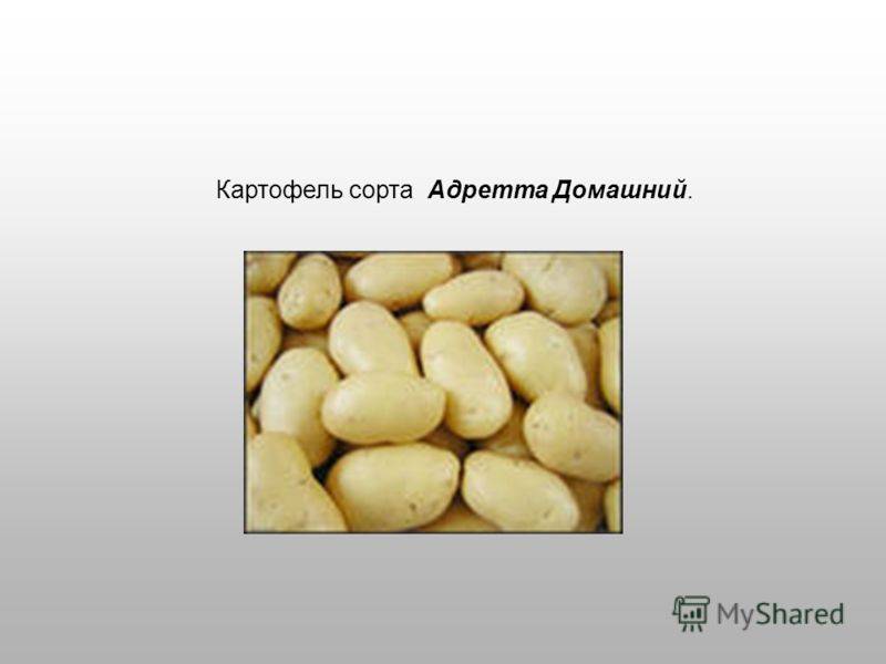 Сорт Картофеля Адретта Где Купить