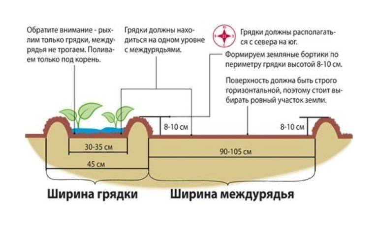 Как вырастить картофель из семян за один сезон