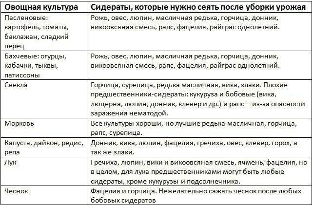 Сидераты до и после выращивания томатов, какие сеять весной и осенью