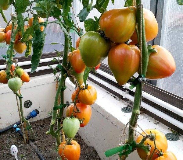 Сорт томата сокровище инков: описание сорта, фото, отзывы, урожайность