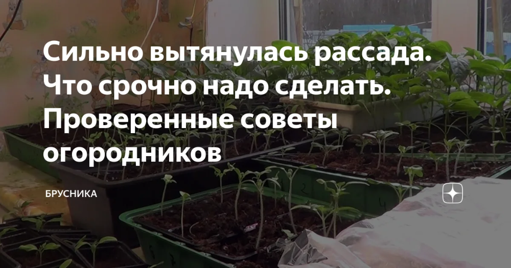 Рассада капусты: выращивание и уход в домашних условиях, видео