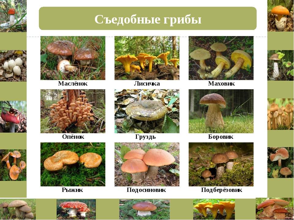12 лучших съедобных грибов беларуси с фото, названиями и описаниями