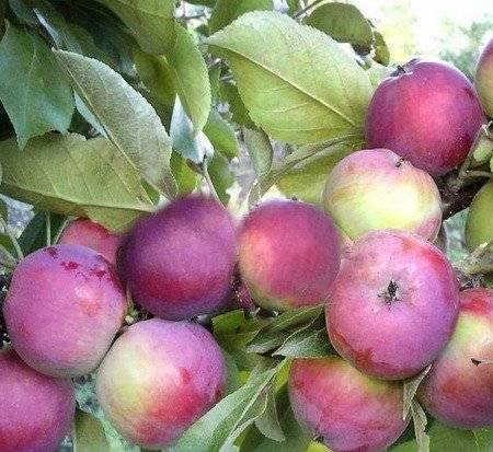 Лучшие сорта яблони для подмосковья самоплодные низкорослые