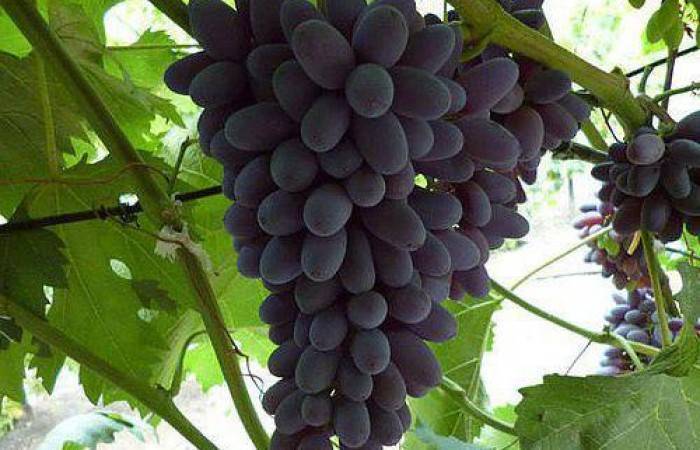 Виноград "юпитер": описание сорта, фото, отзывы
