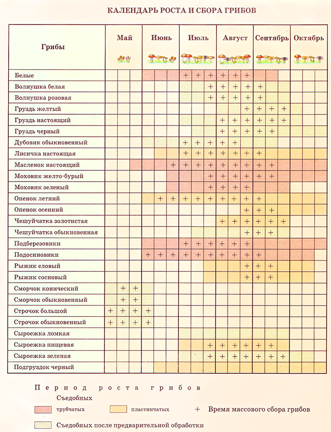 Сколько времени растет белый