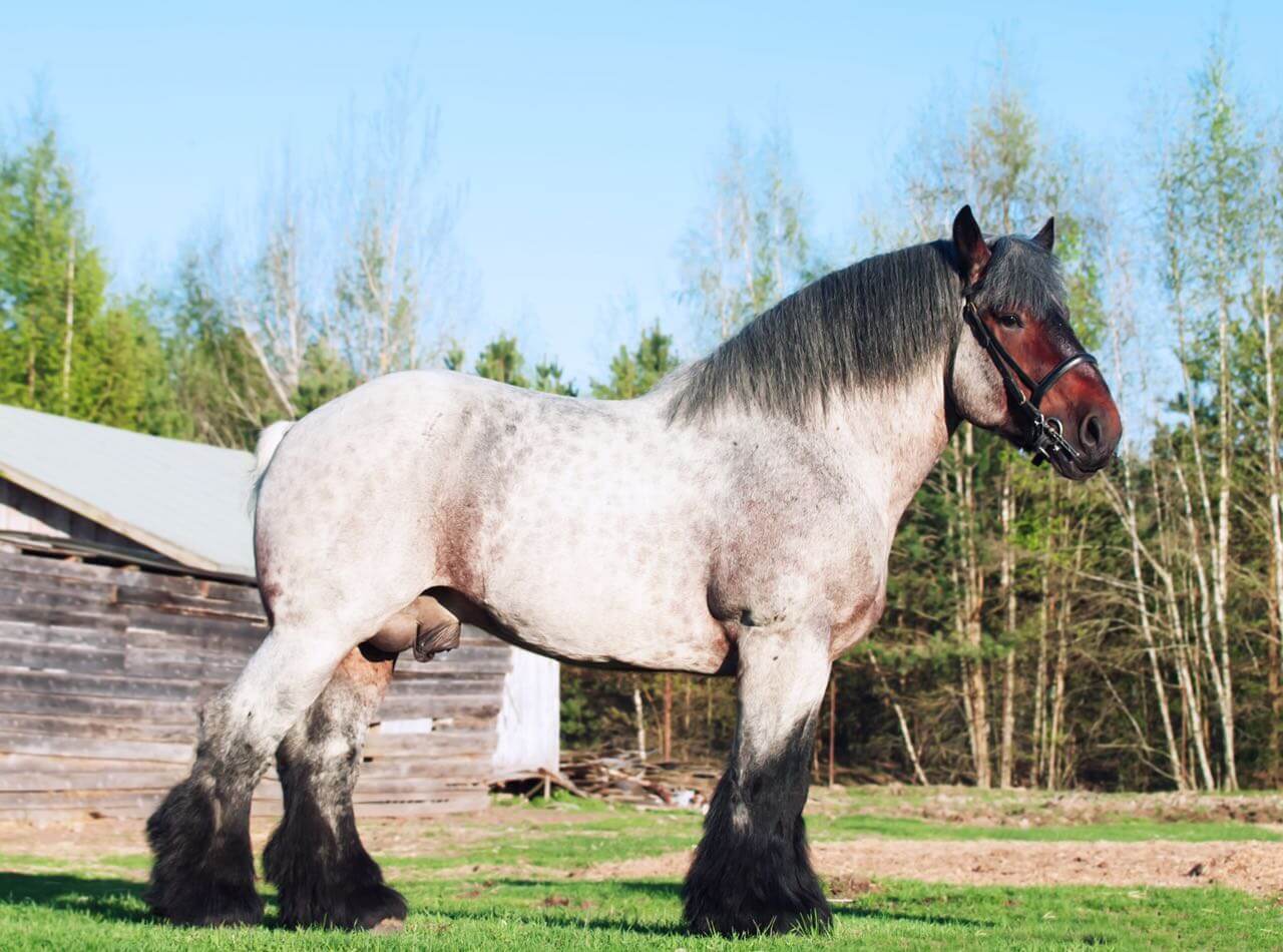 Бельгийская рабочая лошадь: описание, характеристики и особенности