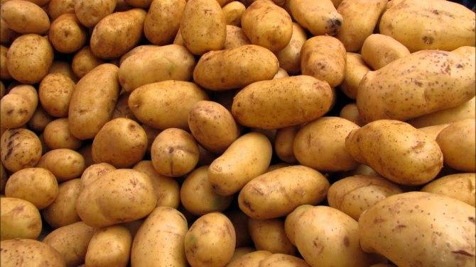 Картофель лабадия – описание сорта, фото, отзывы