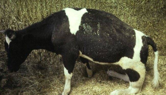 Родильный парез у коров, лечение и профилактика