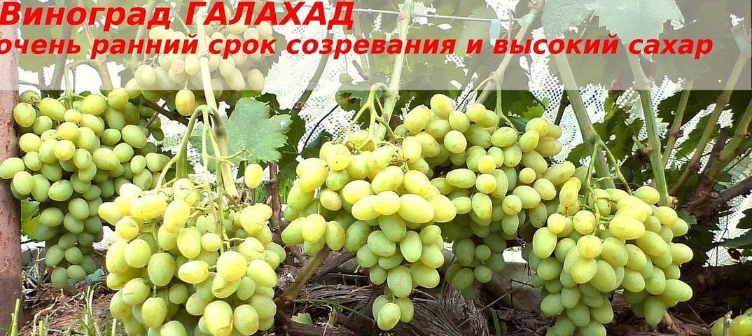 Виноград гарольд фото и описание сорта