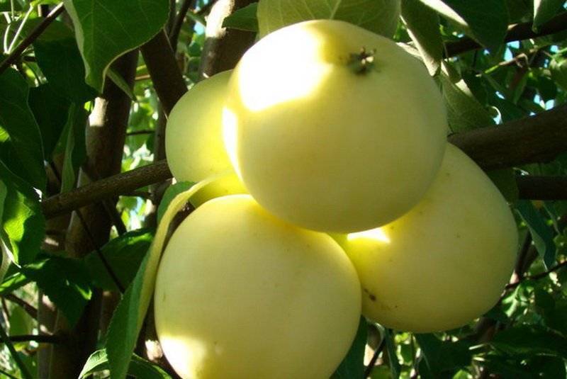 Яблоня белый налив: описание сорта с фото. полезные свойства и достоинства